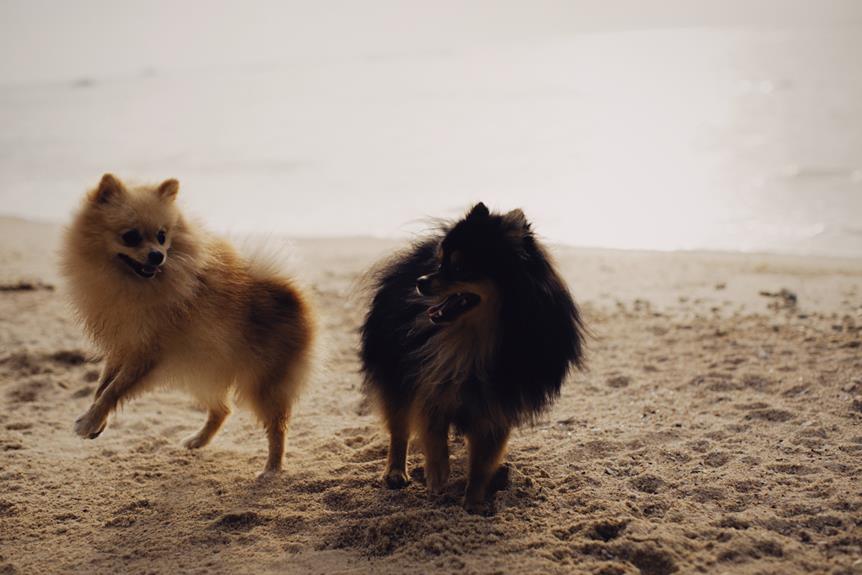 pomeranian socialization introducing to other dogs